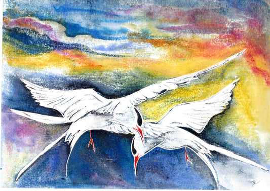 Rainbow Terns